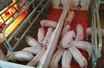 博莱仔仔宝——7-60日龄乳仔猪教槽、诱食、促长专家